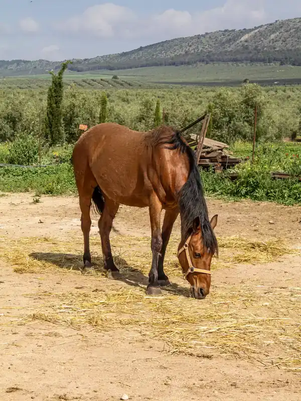 One of the horses kept on the land for equine work