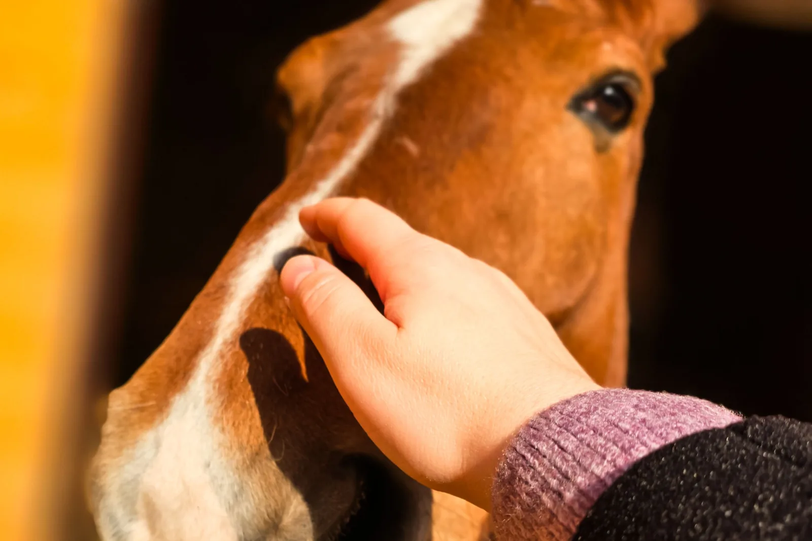 A hand resting on the face of one of the horses at Sierra Recovery during equine-assisted therapy