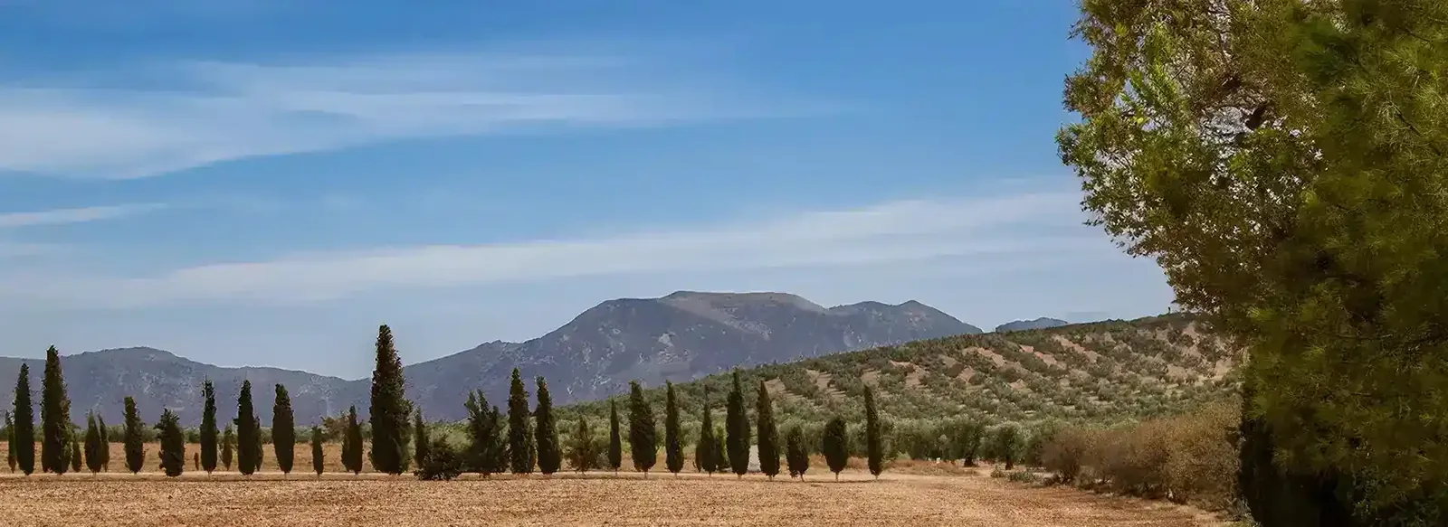 The avenue of cypress trees at the approach to Sierra Recovery