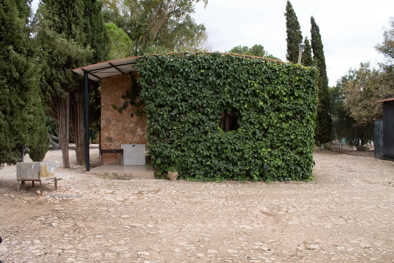 The ivy-covered wall of the house at Sierra Recovery