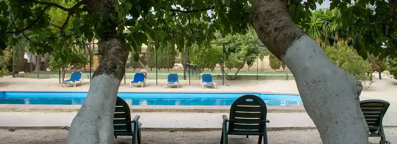 The pool and olive tree at Sierra Recovery