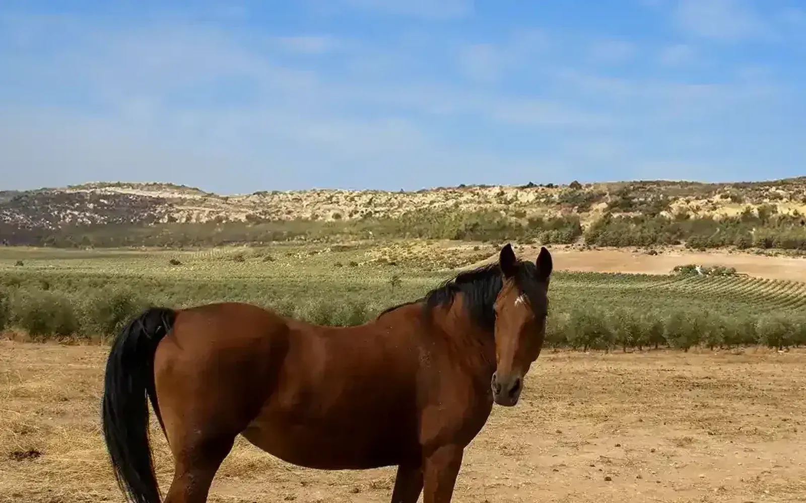 One of the horses used in equine-assisted therapy at Sierra Recovery, in the olive country around the clinic.