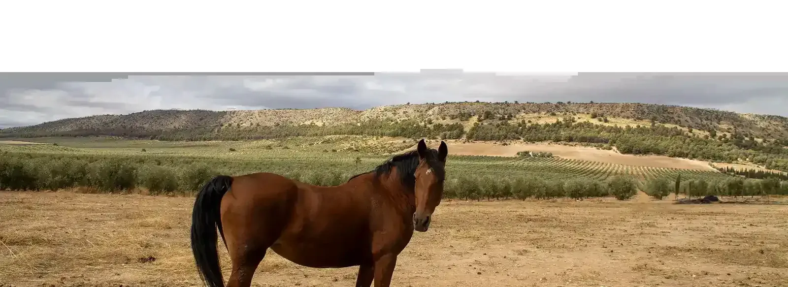 Horses in the field at Sierra Recovery