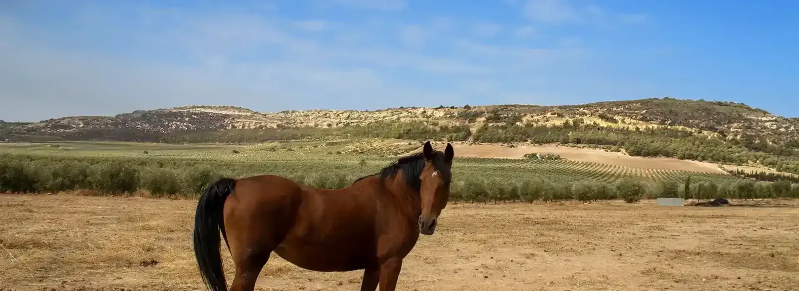 One of the horses in the olive groves around the centre