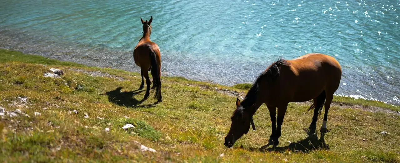 The horses in the grounds at Sierra Recovery