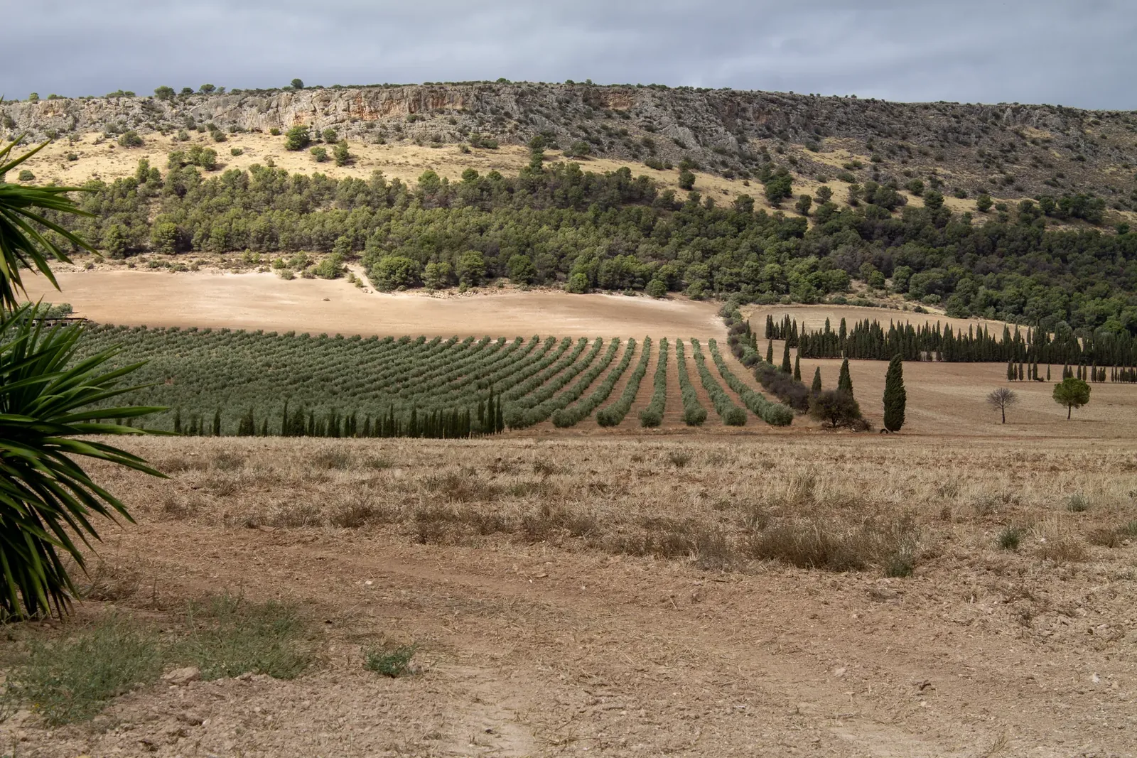 The valley of olive groves around Sierra Recovery.