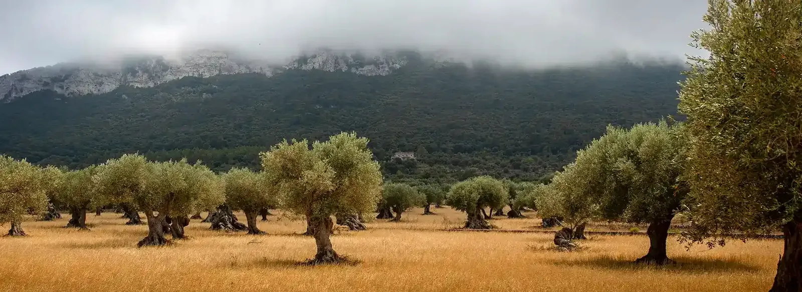 Olive trees on the working farmland surrounding Sierra Recovery