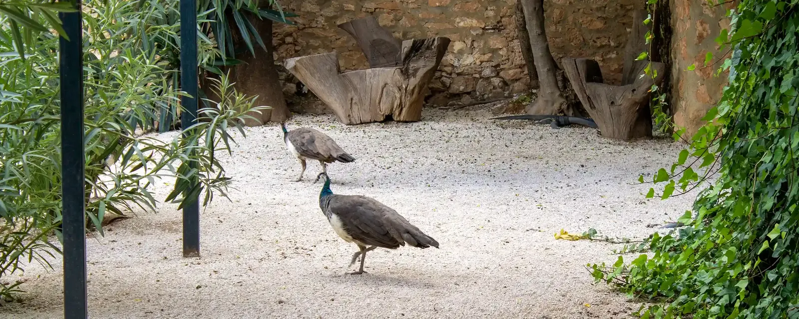 A peacock in the courtyard at Sierra Recovery