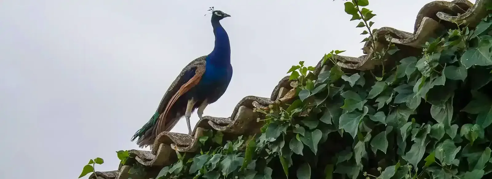 A peacock on the roof of the farmhouse at Sierra Recovery
