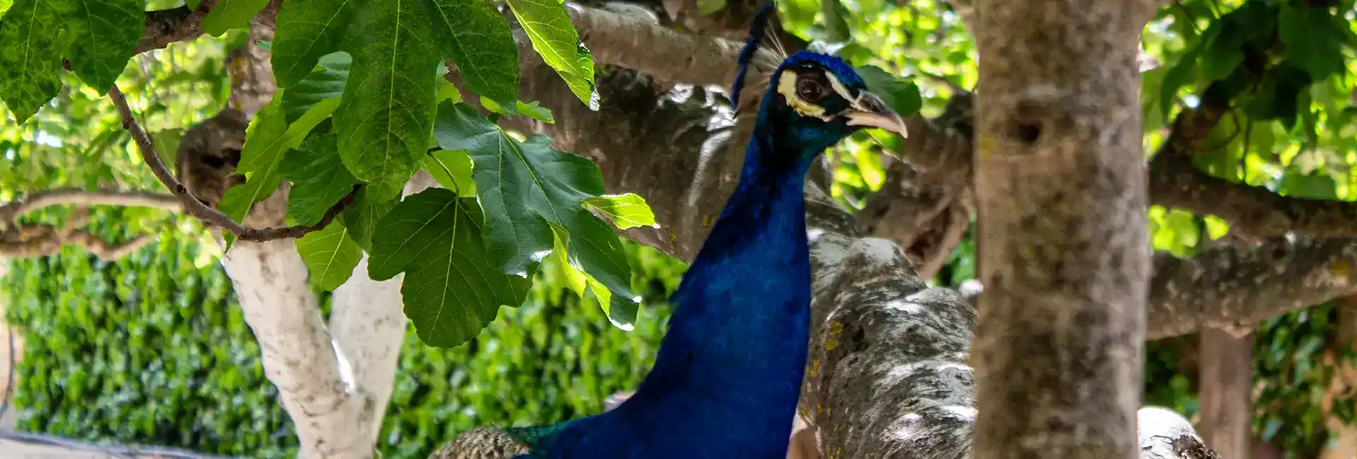 peacock