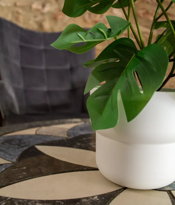 closeup_green_plant_on_flower_table