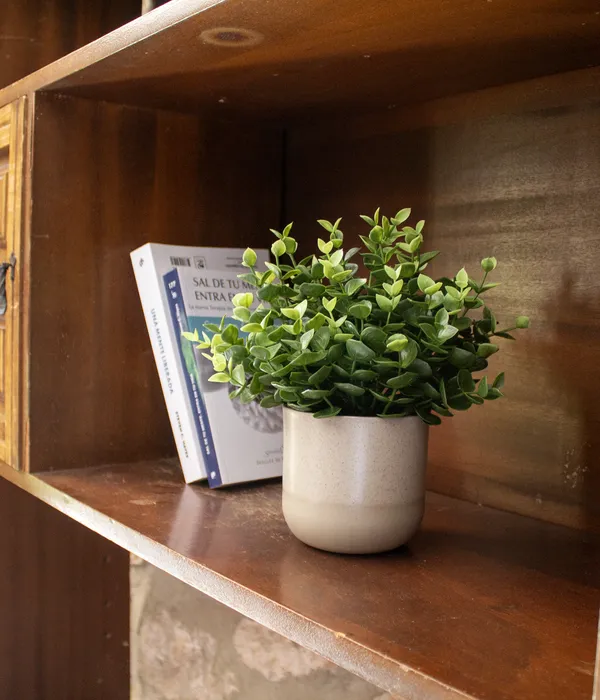 closeup_potted_plant_with_books