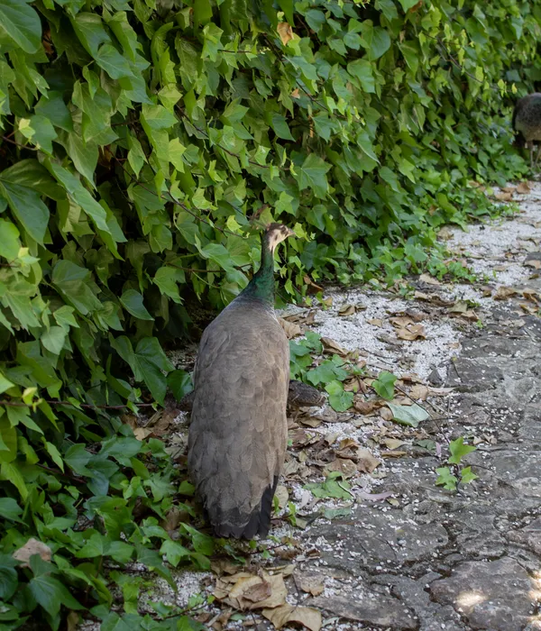 sierra-recovery-spain-peacock