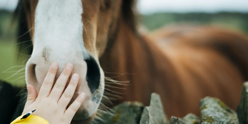 sierra recovery person petting horse equine therapy