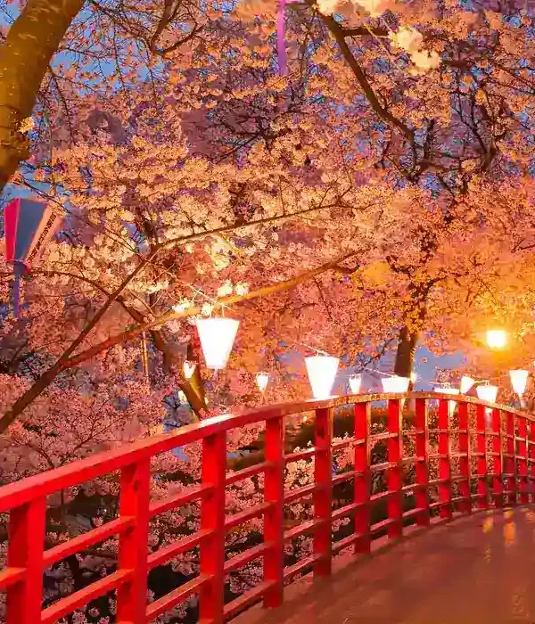 sierra recovery sierra recovery japan bridge red lanterns hanging trees