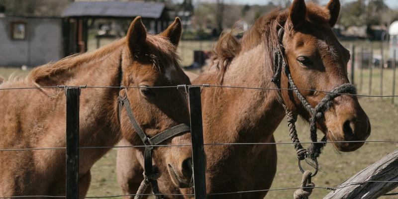 sierra recovery two horses standing behind fence field equine therapy