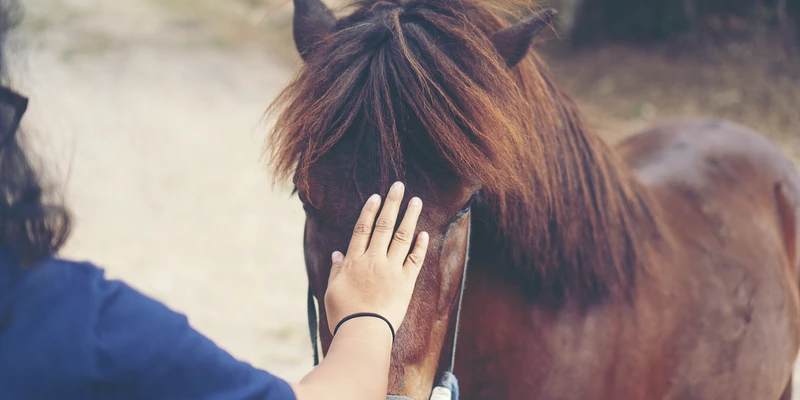 sierra recovery woman petting horse equine therapy